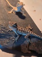 Baby pogona henrylawsoni, Dieren en Toebehoren, Reptielen en Amfibieën, Hagedis, 0 tot 2 jaar