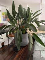 Strelitzia, Huis en Inrichting, Kamerplanten, Ophalen, Halfschaduw