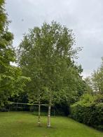Gratis 2x berkenboom zelf verwijderen, Tuin en Terras, Planten | Bomen, Ophalen of Verzenden, Overige soorten