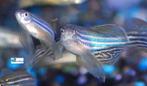 Zebra Danio "Longfin", Dieren en Toebehoren, Vissen | Aquariumvissen, Vis, Zoetwatervis, Schoolvis