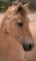 Bijrijder gezocht voor de liefste pony, Ophalen, Nieuw