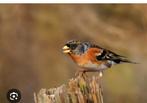 Vogels gevraagd ik Koop alles wat u heb, Meerdere dieren, Tropenvogel