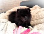 Twee super schattige super kleine pomeranian puppys!❤️, Dieren en Toebehoren, Keeshond, Reu, 8 tot 15 weken, Meerdere