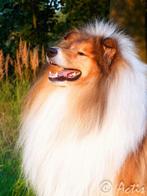 COLLIE Schotse pup FCI, Fokker | Hobbymatig, 8 tot 15 weken, Buitenland, Collie