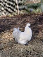 Zijderhoen haan, Mannelijk, Kip