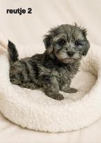 Super mooi gezonde boomer pups. Ook merle kleur !!, Dieren en Toebehoren, Honden | Chihuahua's en Gezelschapshonden, Overige rassen