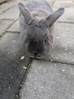 Lief mannetjes konijn 4 maanden oud, Dieren en Toebehoren, Mannelijk