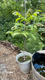 Te koop: jonge walnotenbomen in pot, Overige soorten, 100 tot 250 cm, Ophalen, Volle zon