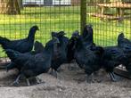 Ayam Cemani 4 hennen kippen van begin maart 25, Dieren en Toebehoren, Pluimvee, Vrouwelijk, Kip
