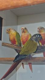 Pyrrhura molinea Misty 3 keer split, Dieren en Toebehoren, Vogels | Parkieten en Papegaaien, Mannelijk, Parkiet, Geringd