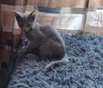 Lea is een lief kitten van net 5 maandjes jong!, Dieren en Toebehoren, Poes, Kortharig, 0 tot 2 jaar