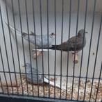 diamand duifjes, Dieren en Toebehoren, Vogels | Duiven, Meerdere dieren, Overige soorten
