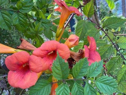 Trompetbloem 'Campsis'  - Zaden, Verzenden, Volle zon