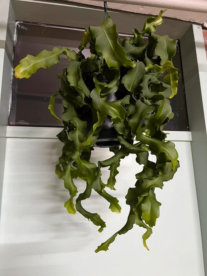 Epiphyllum guatamalensis, Huis en Inrichting, Kamerplanten, Minder dan 100 cm, Halfschaduw, Ophalen of Verzenden