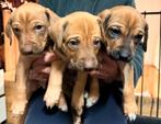 Herder x Rhodesian ridgeback, Dieren en Toebehoren, Honden | Herdershonden en Veedrijvers, Reu, CDV (hondenziekte), 8 tot 15 weken