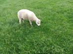 Dekram Dekrammen, Dieren en Toebehoren, Mannelijk, Schaap, 3 tot 5 jaar