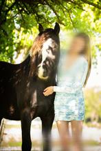 Pony Ruin te koop, Dieren en Toebehoren, Paarden, Gechipt, Minder dan 160 cm, Ruin, 0 tot 2 jaar