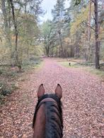 Gezocht, Dieren en Toebehoren, Stalling en Weidegang, Weidegang, 1 paard of pony