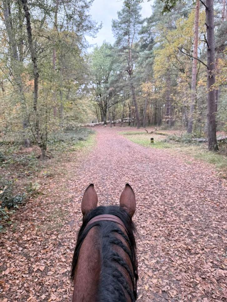Gezocht, Dieren en Toebehoren, Stalling en Weidegang, Stalling, Weidegang, 1 paard of pony