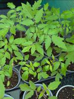 tomaten planten € 0.50 cent, Ophalen, Volle zon, Groenteplanten, Eenjarig