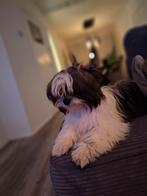 Boomer pup Reutje, Rabiës (hondsdolheid), 15 weken tot 1 jaar, Eén hond, Nederland