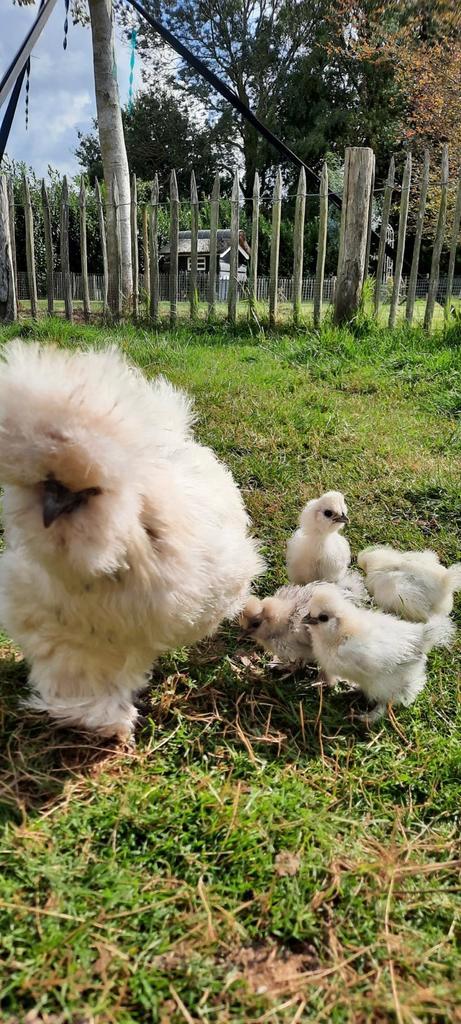 USA zijdehoen kuikentjes knuffelkipjes verschillende kleuren, Dieren en Toebehoren, Pluimvee, Kip, Geslacht onbekend