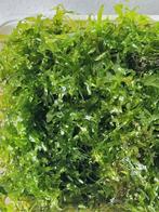 Aquarium mos en valisneria stekken., Dieren en Toebehoren, Ophalen, Nieuw, Plant(en), Steen of Hout