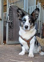 Dekreu Corgi Cardigan,,aangesloten bij fokvereniging., Dieren en Toebehoren, Rabiës (hondsdolheid), Reu, Eén hond, 3 tot 5 jaar