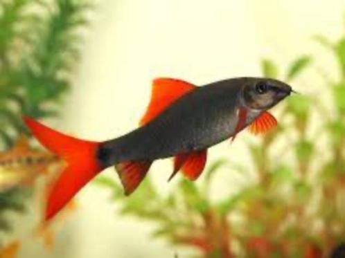 Epalzeorhynchus Bicolor - Vuurstaart Labeo, Dieren en Toebehoren, Vissen | Aquariumvissen, Zoetwatervis, Vis