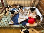 Jack Russell Terrier pups, Jack Russell Terriër, CDV (hondenziekte), 8 tot 15 weken, Meerdere