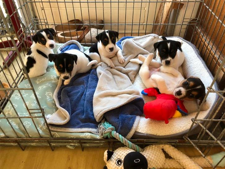 Jack Russell Terrier pups, Dieren en Toebehoren, Honden | Jack Russells en Terriërs, Meerdere dieren, Jack Russell Terriër, Fokker | Hobbymatig