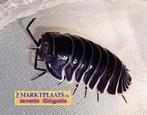 Merulanella sp. ‘Black Hole’ zeldzame tropische isopod, Dieren en Toebehoren, Insecten en Spinnen, Overige soorten