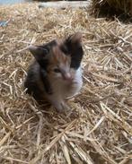 Boerderij kitten, Dieren en Toebehoren, Katten en Kittens | Overige Katten, Poes, 0 tot 2 jaar
