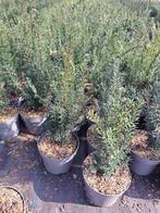 Taxus baccata lengte 25 tot 60 (hiksii - hillii-repandens), Ophalen of Verzenden, Taxus, Minder dan 100 cm