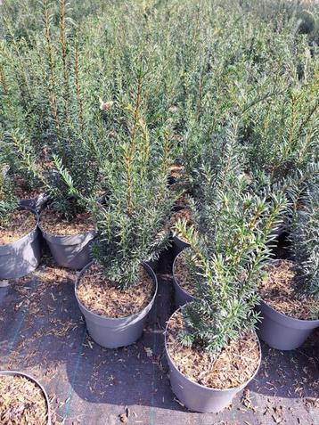 Taxus baccata lengte 25 tot 60 (hiksii - hillii-repandens) beschikbaar voor biedingen