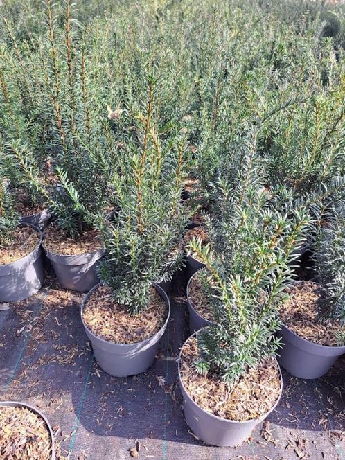 Taxus baccata lengte 25 tot 60 (hiksii - hillii-repandens), Tuin en Terras, Planten | Struiken en Hagen, Taxus, Minder dan 100 cm
