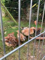 Trio kuikens kruising serama cochin kriel, Dieren en Toebehoren, Pluimvee, Meerdere dieren, Kip