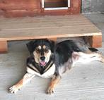 PRACHTIGE BELLA EEN VROLIJK JONG TEEFJE GENIET VAN WANDELING, Particulier, Rabiës (hondsdolheid), Buitenland, Meerdere dieren