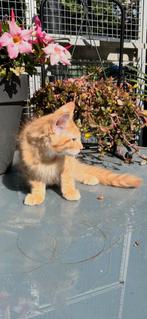 Maine Coon Kittens, Dieren en Toebehoren, Meerdere dieren
