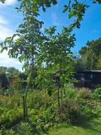 Juglans Regia Notenboom Zaailingen - 4/5 jaar, Tuin en Terras, Planten | Bomen, Volle zon, Lente, 250 tot 400 cm, Overige soorten