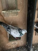 2 Duiven, Dieren en Toebehoren, Vogels | Duiven, Meerdere dieren, Overige soorten