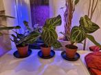 Anthurium Magnificum Actie!, Overige soorten, Minder dan 100 cm, Groene kamerplant, Halfschaduw