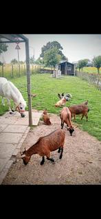 3 Sociale Dwerggeitjes te koop. Moeder met 2 dochters., Dieren en Toebehoren, Schapen, Geiten en Varkens, Meerdere dieren, Geit