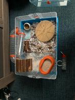 Hamster met kooi en benodigdheden, Kooi, Minder dan 75 cm, Zo goed als nieuw, Hamster