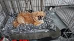 Prachtige pekingese zoeken een goed huis, Dieren en Toebehoren, Honden | Chihuahua's en Gezelschapshonden, Rabiës (hondsdolheid)