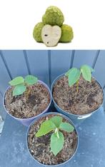 2 Cherimoya Plantjes- Annona Cherimola- 15 cm, Minder dan 100 cm, Overige soorten, Volle zon, In pot
