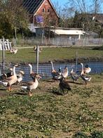 Mooie chinese knobbelganzen, Dieren en Toebehoren, Pluimvee, Mannelijk, Overige soorten
