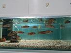 Nimbochromis Fuscotaeniatus Malawi Cichliden, Vis, Zoetwatervis