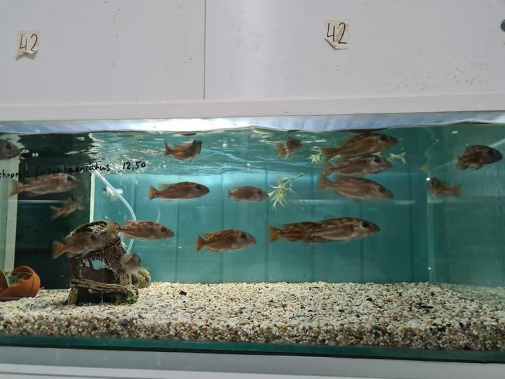 Nimbochromis Fuscotaeniatus Malawi Cichliden, Dieren en Toebehoren, Vissen | Aquariumvissen, Zoetwatervis, Vis
