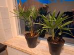 Palmbomen (Trachycarpus fortunei en wagnerianus), Tuin en Terras, Planten | Tuinplanten, Ophalen, Zomer, Overige soorten, Volle zon